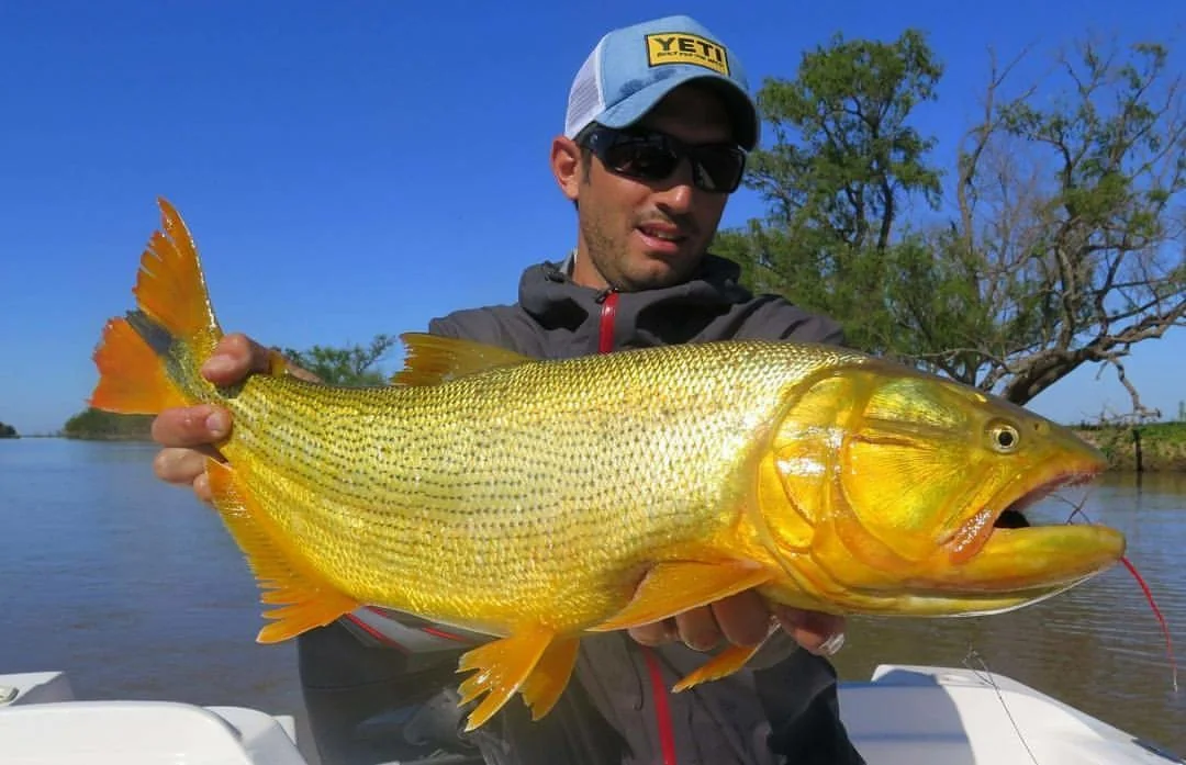 Golden Dorado