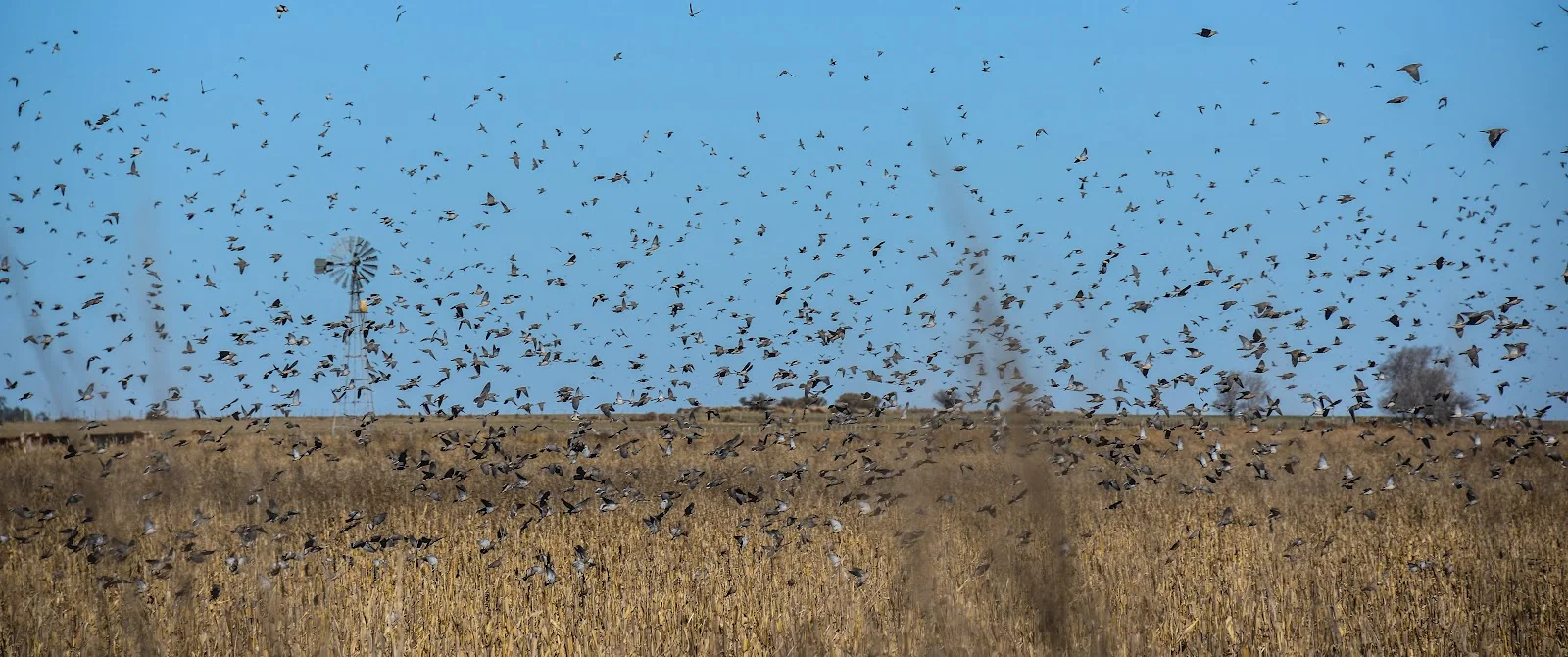 NP Outdoors Dove