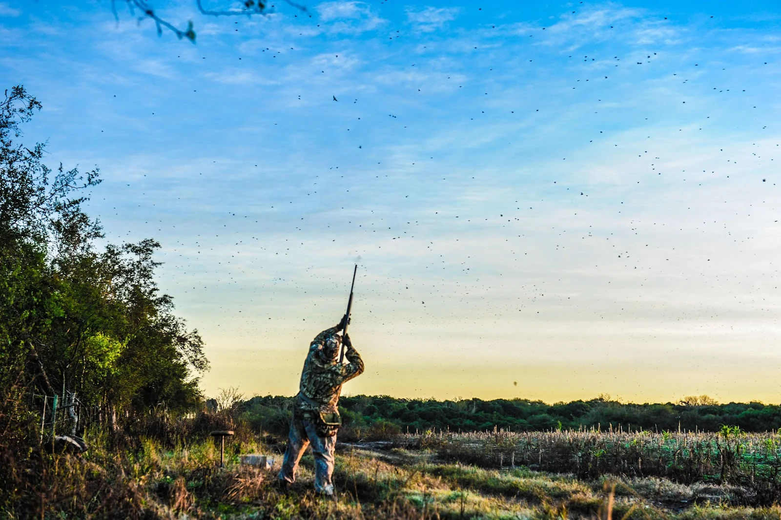 Dove Hunting
